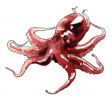 octopus membranaceus